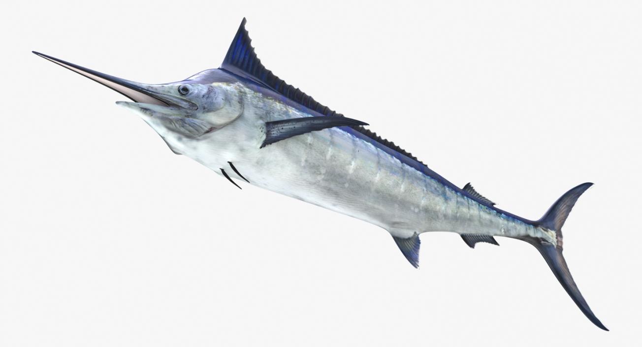 3D Blue Marlin Rigged model