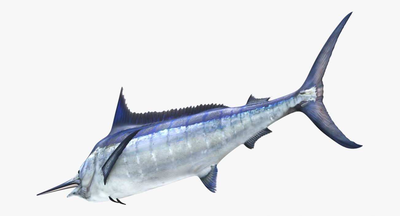 3D Blue Marlin Rigged model