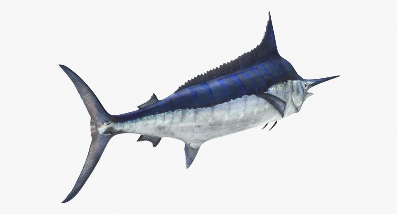 3D Blue Marlin Rigged model