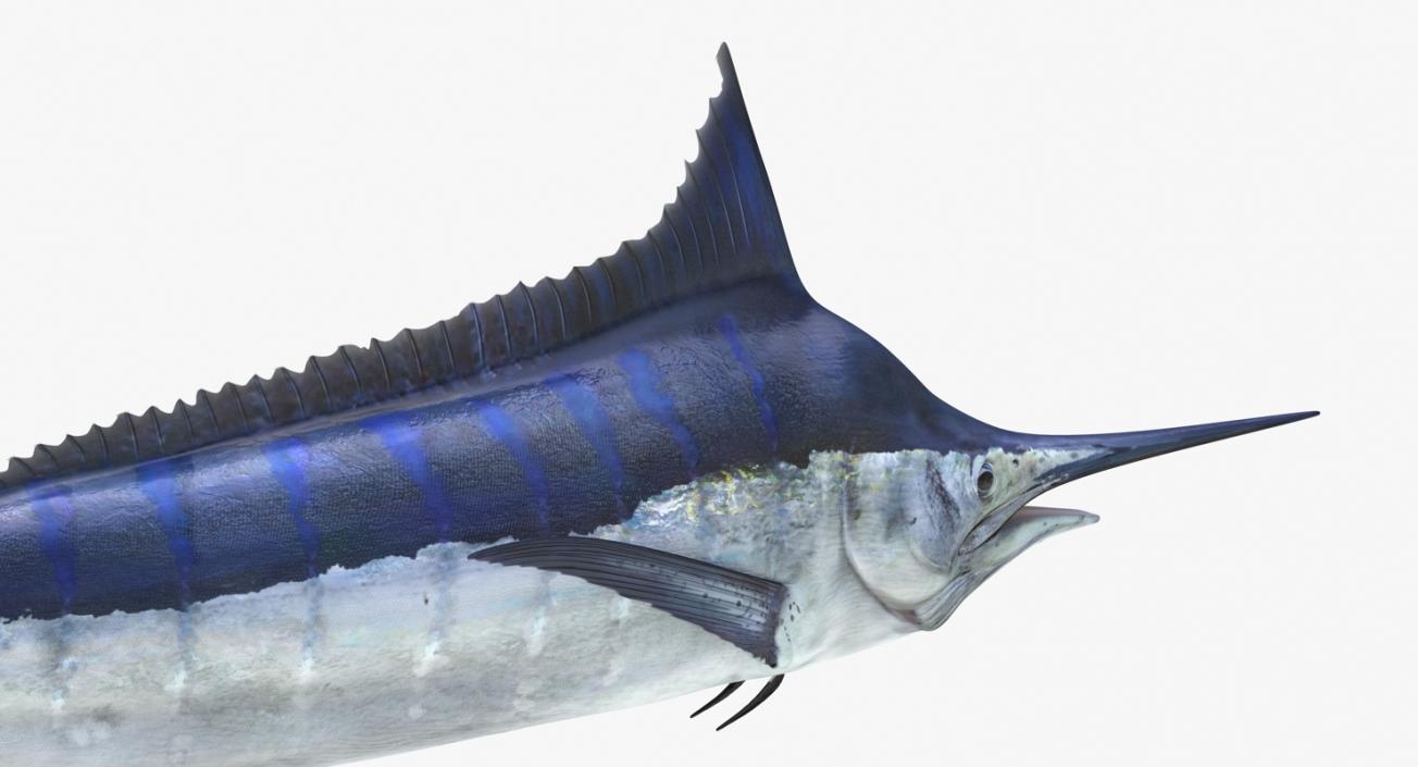 3D Blue Marlin Rigged model