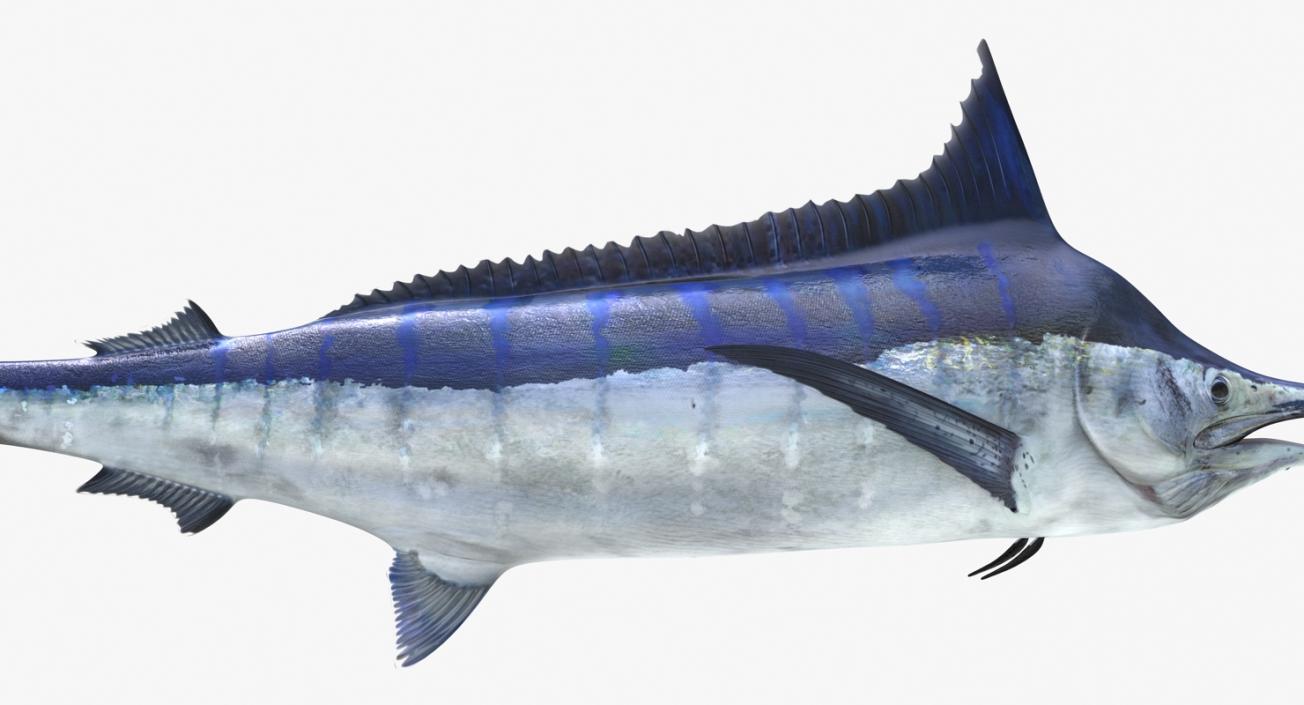 3D Blue Marlin Rigged model