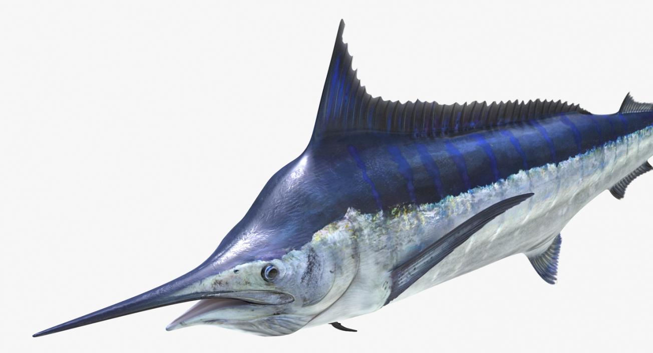 3D Blue Marlin Rigged model