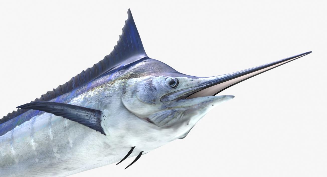 3D Blue Marlin Rigged model