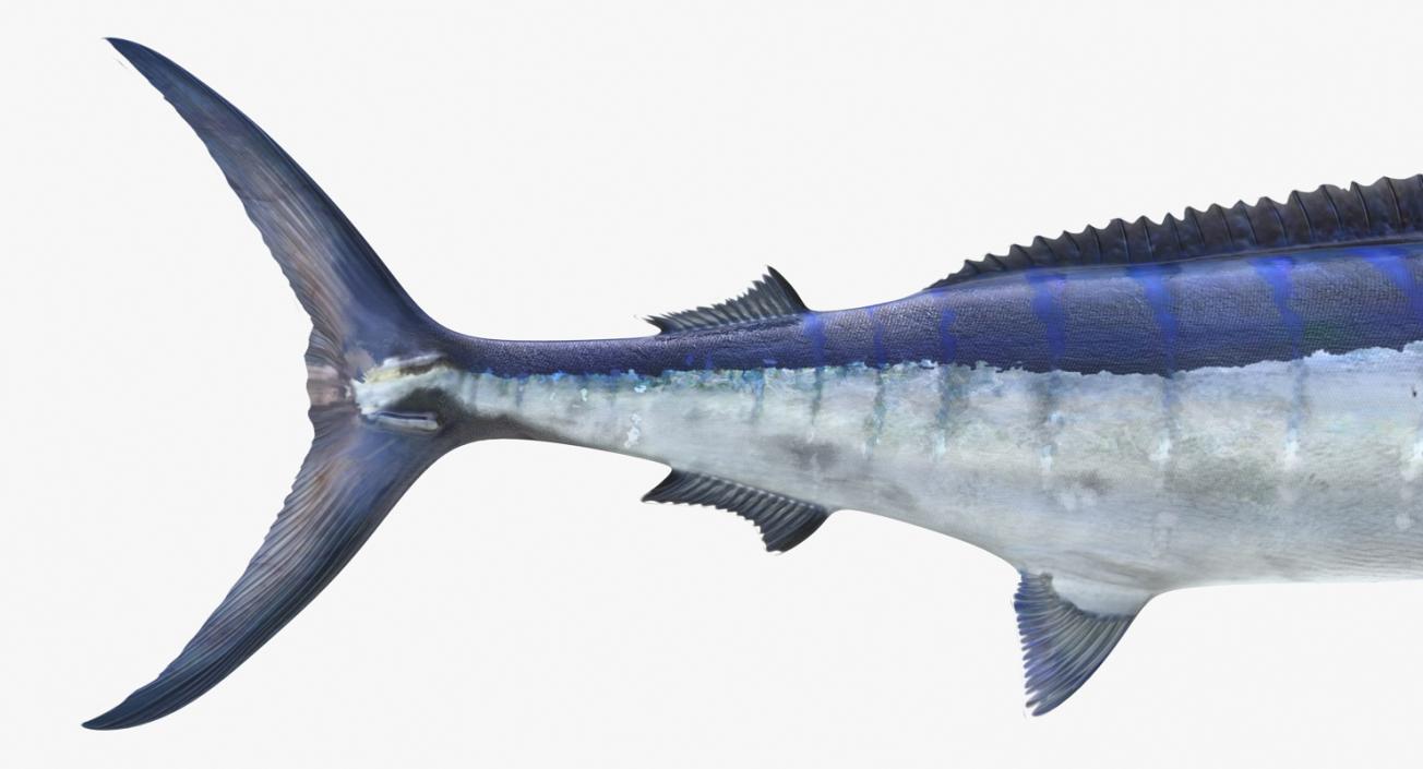 3D Blue Marlin Rigged model