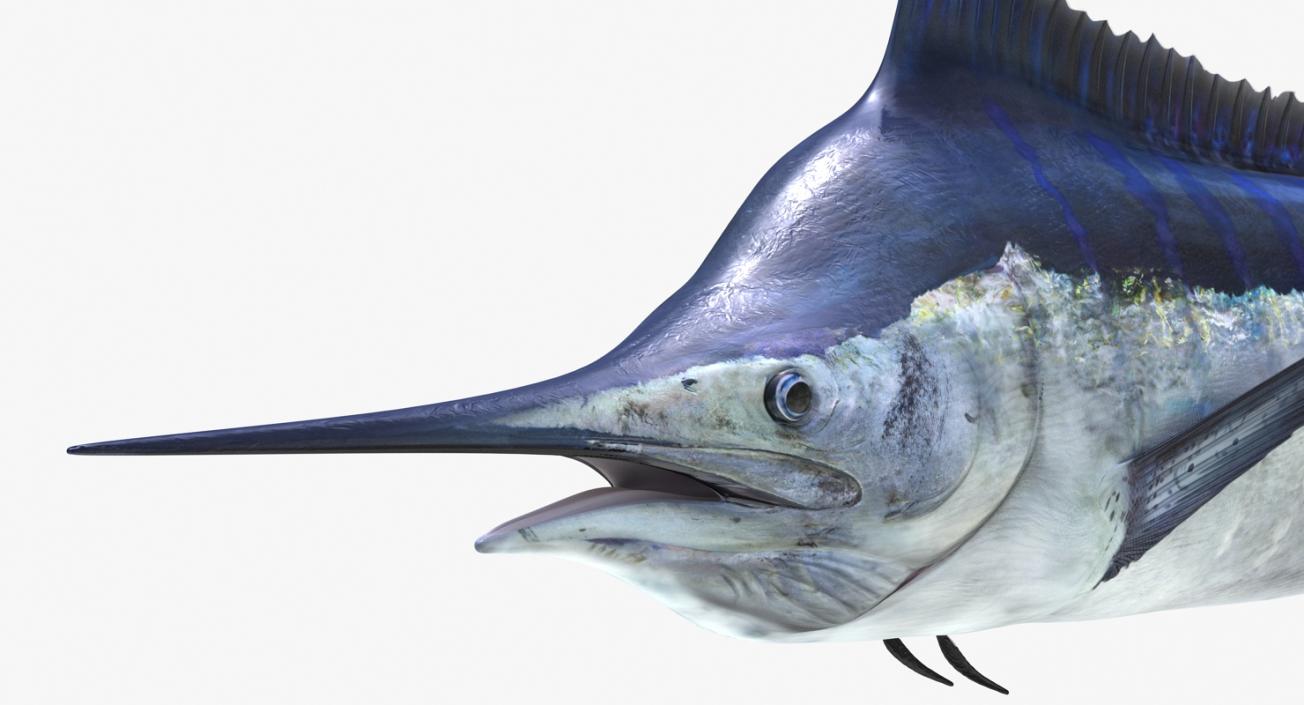 3D Blue Marlin Rigged model