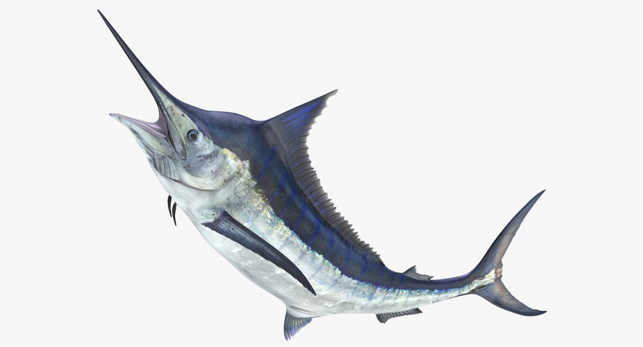 3D Blue Marlin Pose 2 model