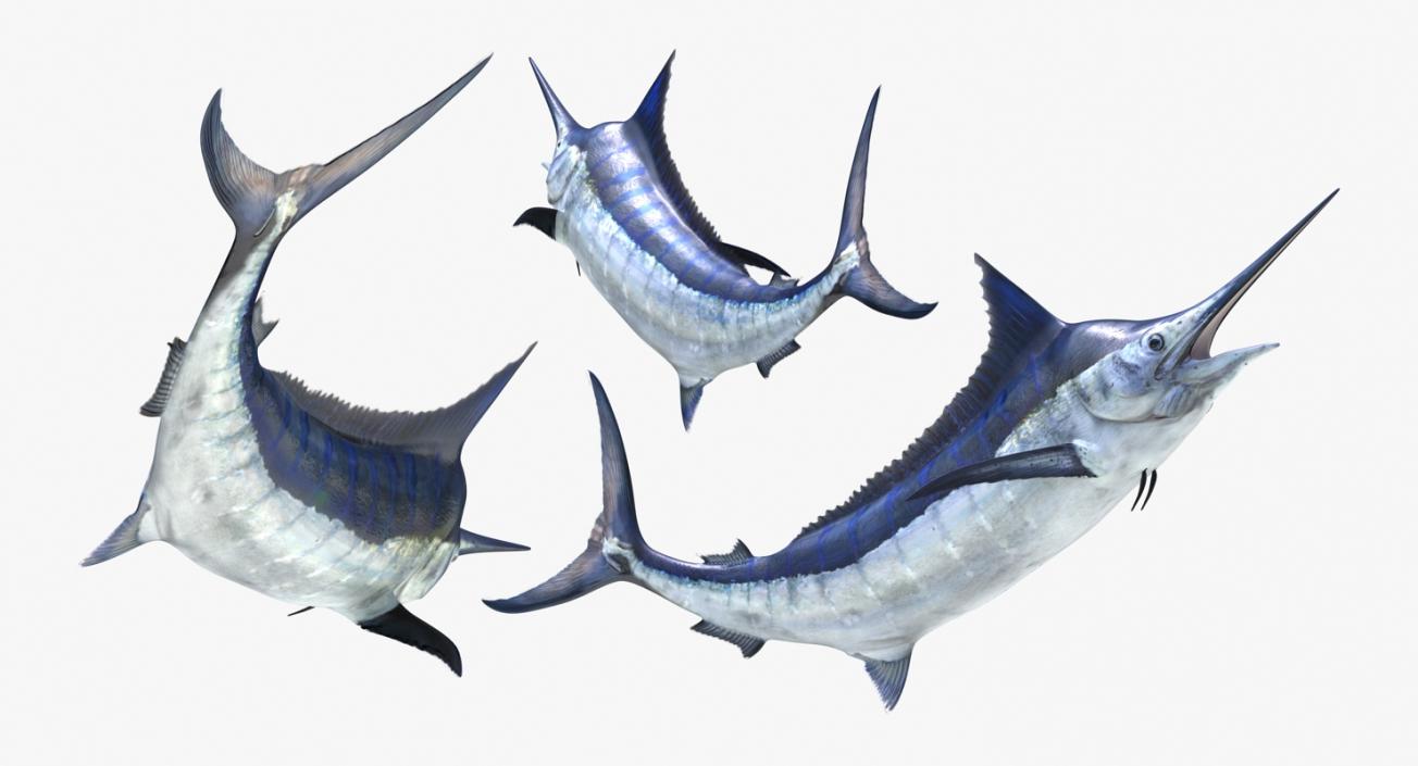 3D Blue Marlin Pose 2 model