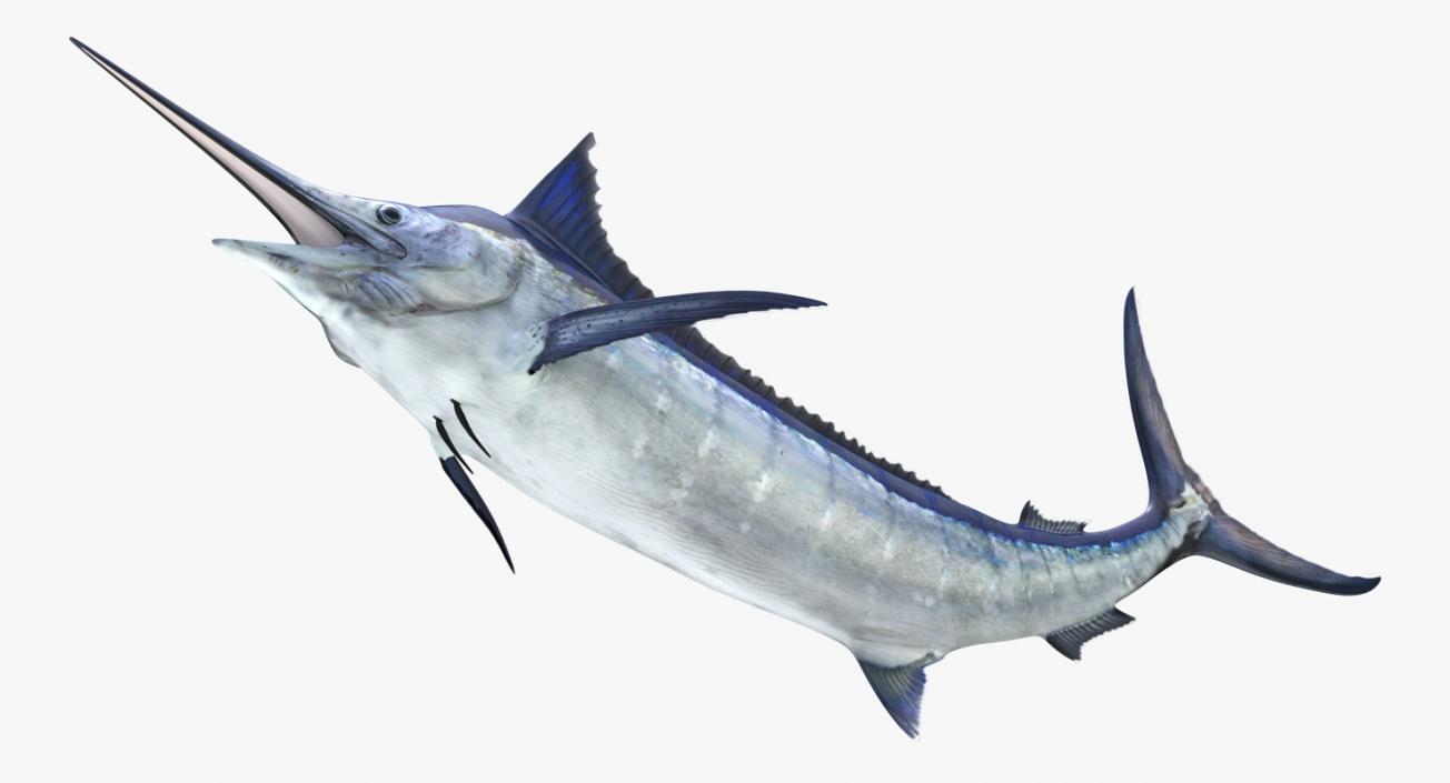 3D Blue Marlin Pose 2 model