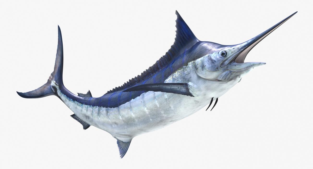 3D Blue Marlin Pose 2 model