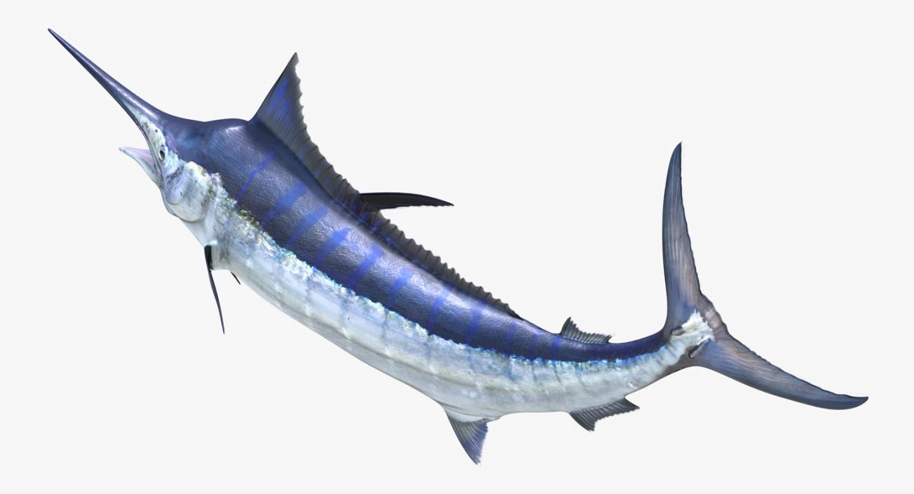 3D Blue Marlin Pose 2 model