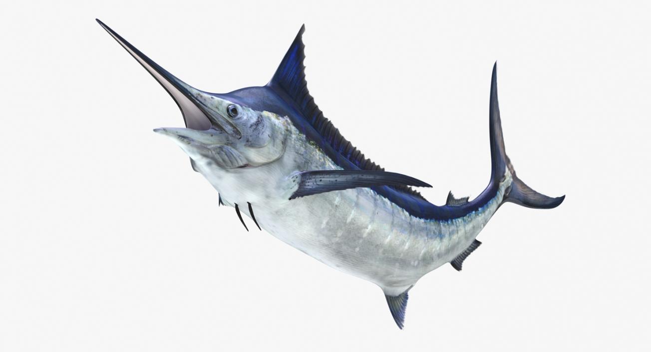 3D Blue Marlin Pose 2 model