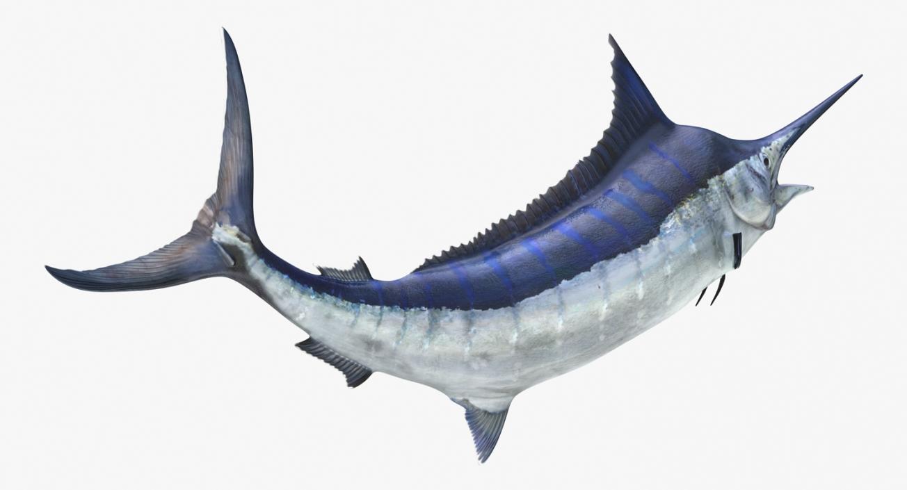 3D Blue Marlin Pose 2 model