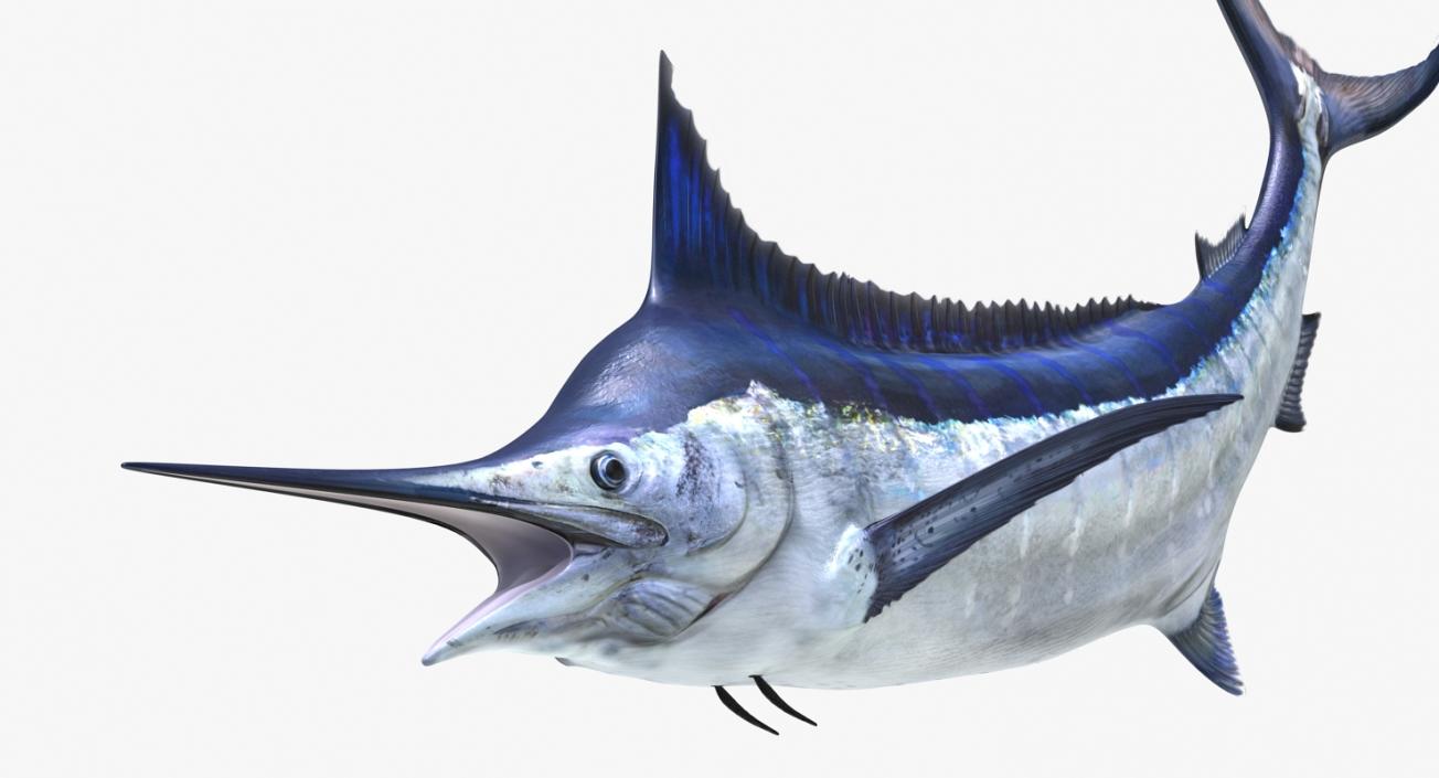 3D Blue Marlin Pose 2 model