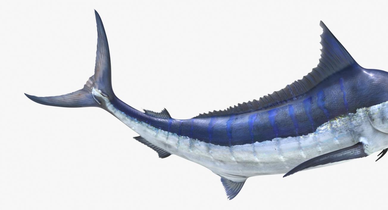 3D Blue Marlin Pose 2 model