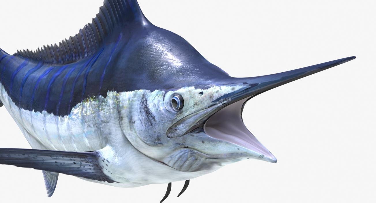 3D Blue Marlin Pose 2 model