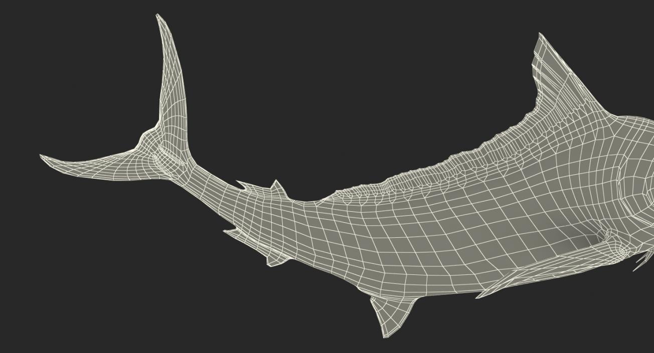 3D Blue Marlin Pose 2 model