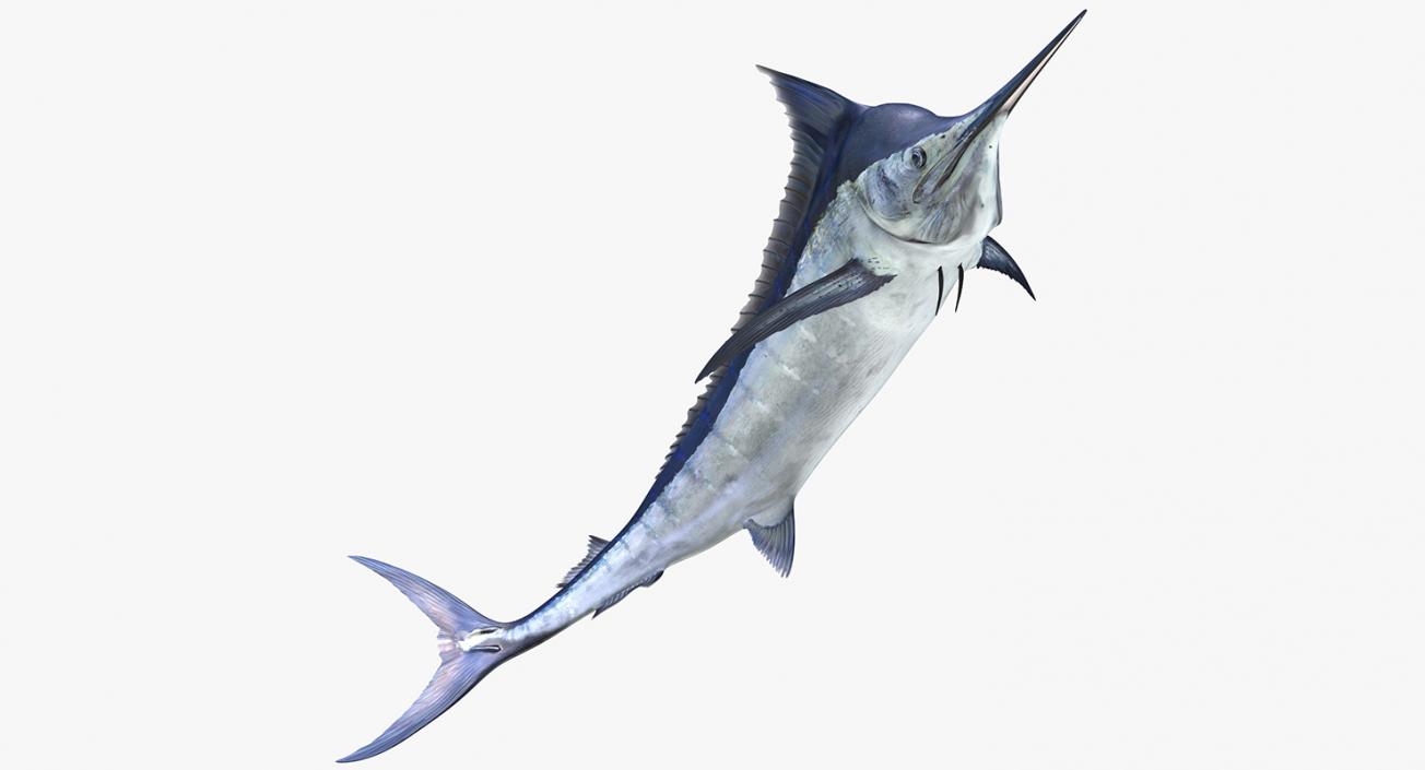 3D Blue Marlin Pose 3 model