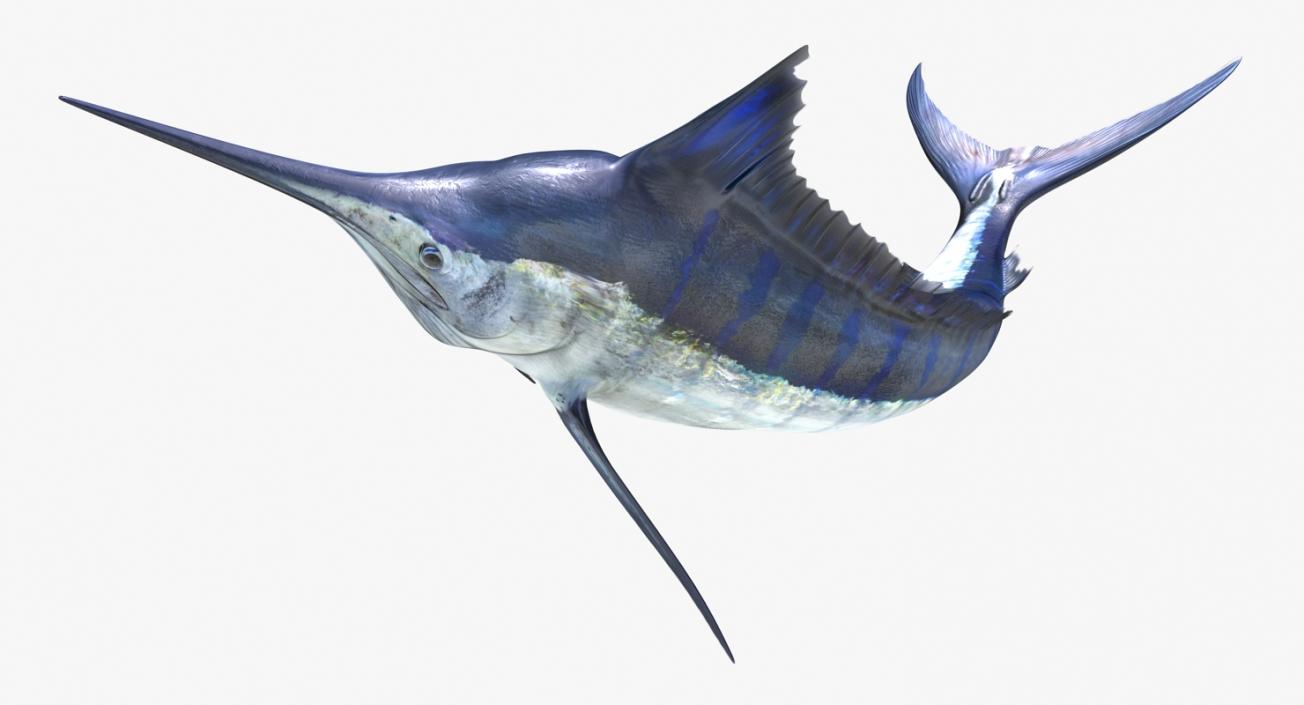 3D Blue Marlin Pose 3 model