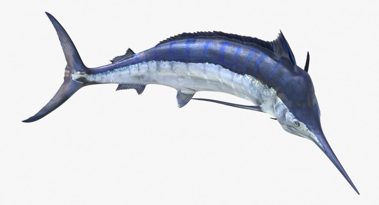 3D Blue Marlin Pose 3 model