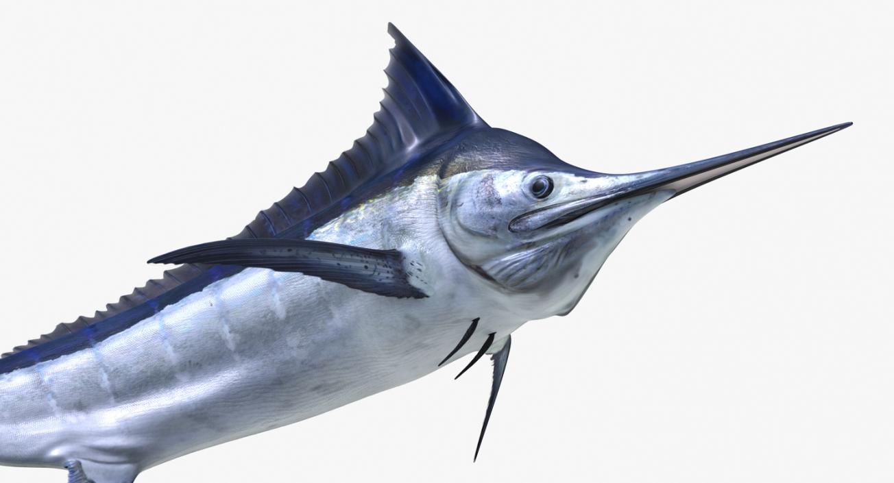 3D Blue Marlin Pose 3 model