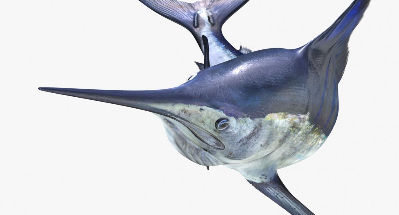 3D Blue Marlin Pose 3 model