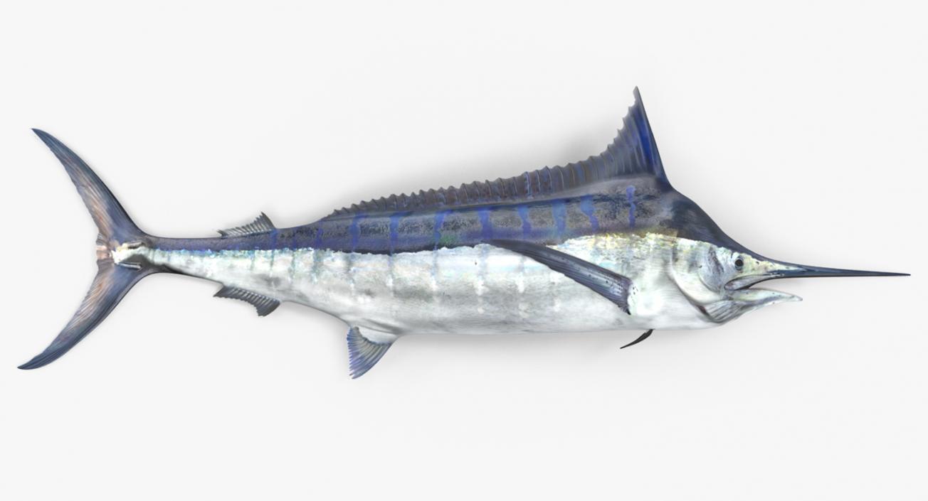 3D model Blue Marlin Lying on the Floor