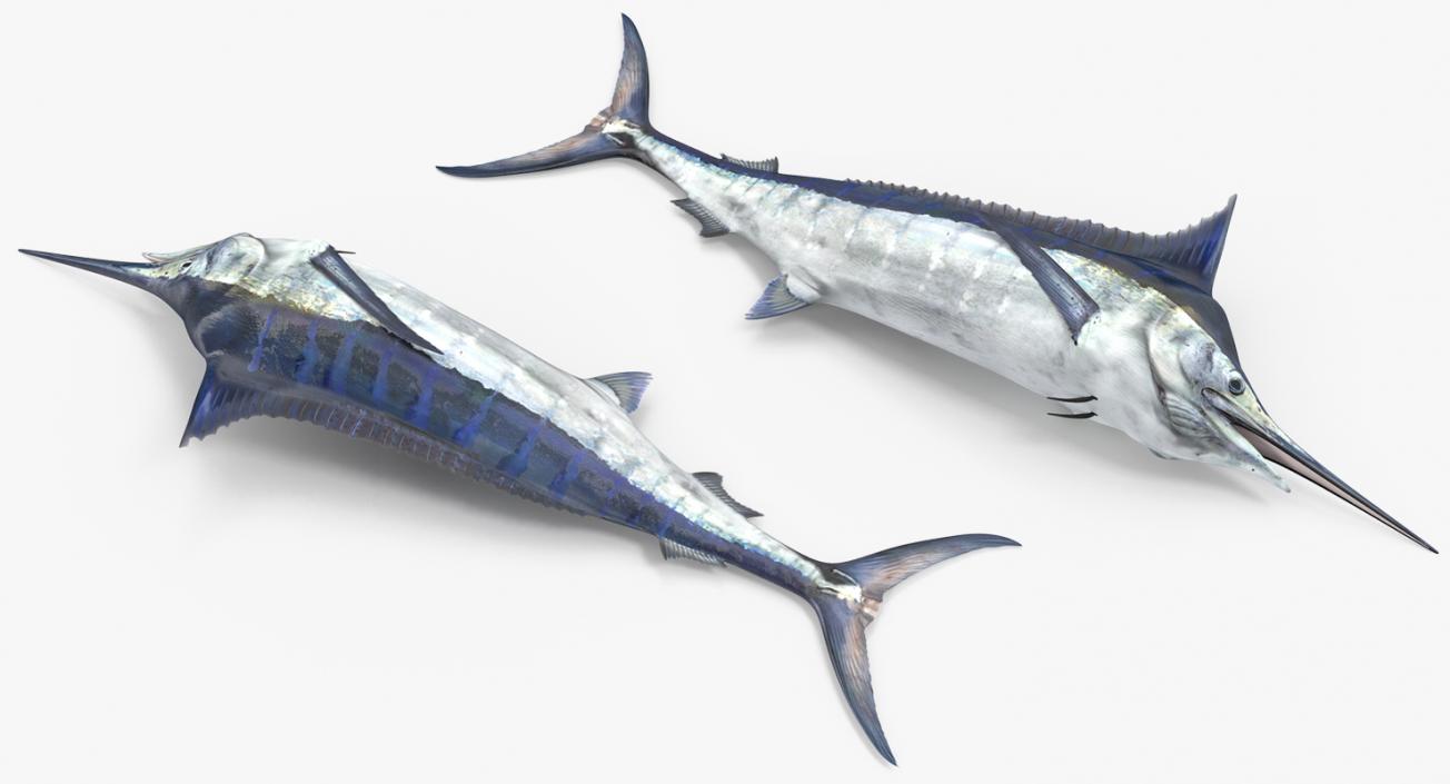 3D model Blue Marlin Lying on the Floor