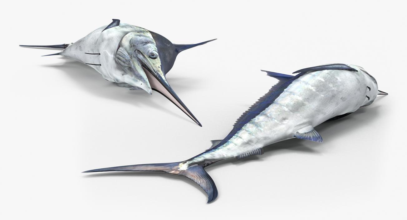 3D model Blue Marlin Lying on the Floor