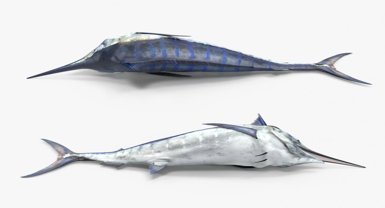 3D model Blue Marlin Lying on the Floor