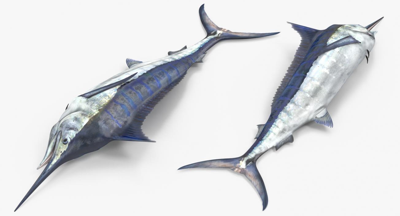 3D model Blue Marlin Lying on the Floor