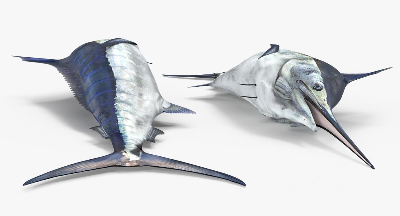 3D model Blue Marlin Lying on the Floor