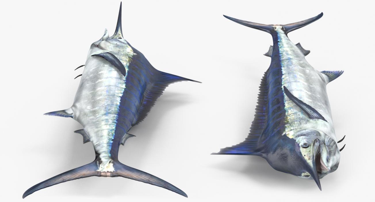 3D model Blue Marlin Lying on the Floor