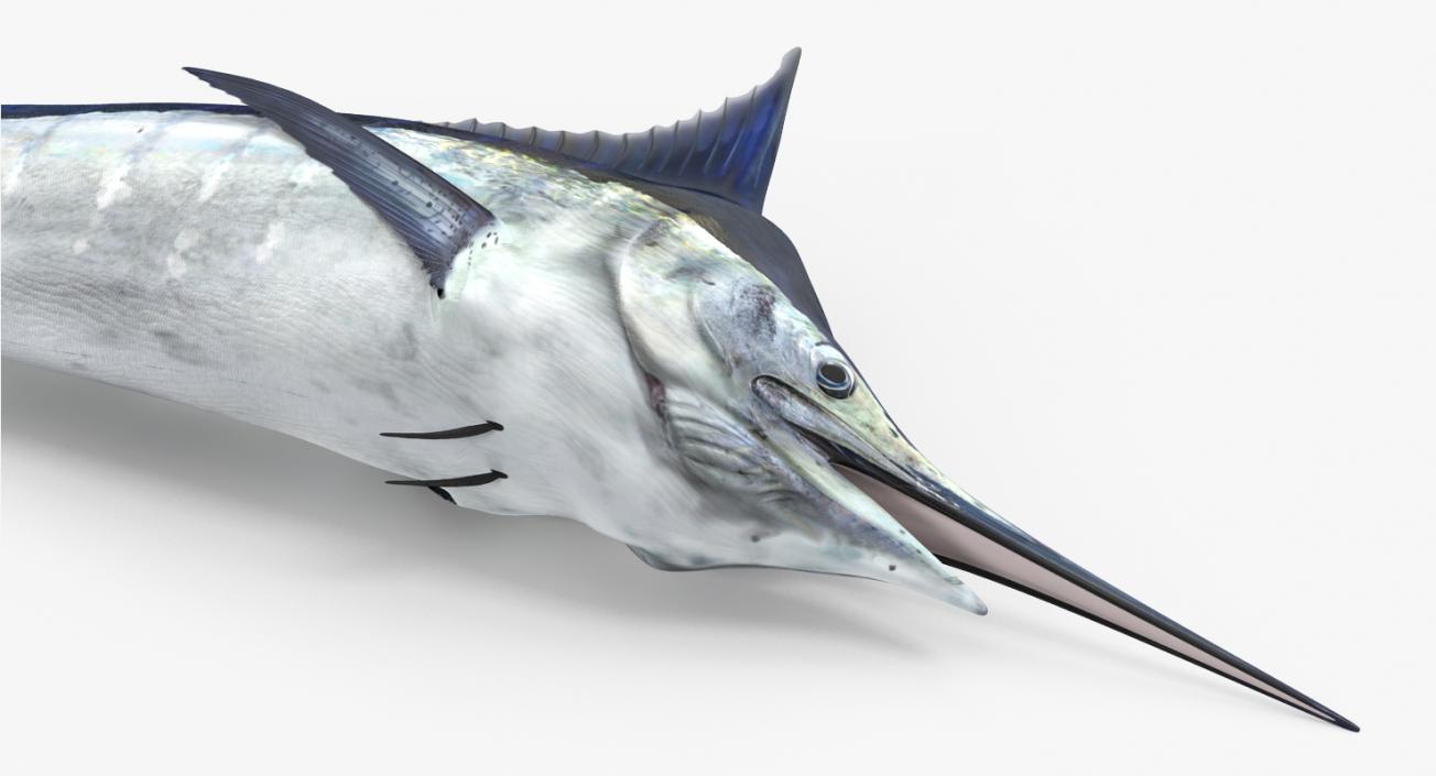 3D model Blue Marlin Lying on the Floor