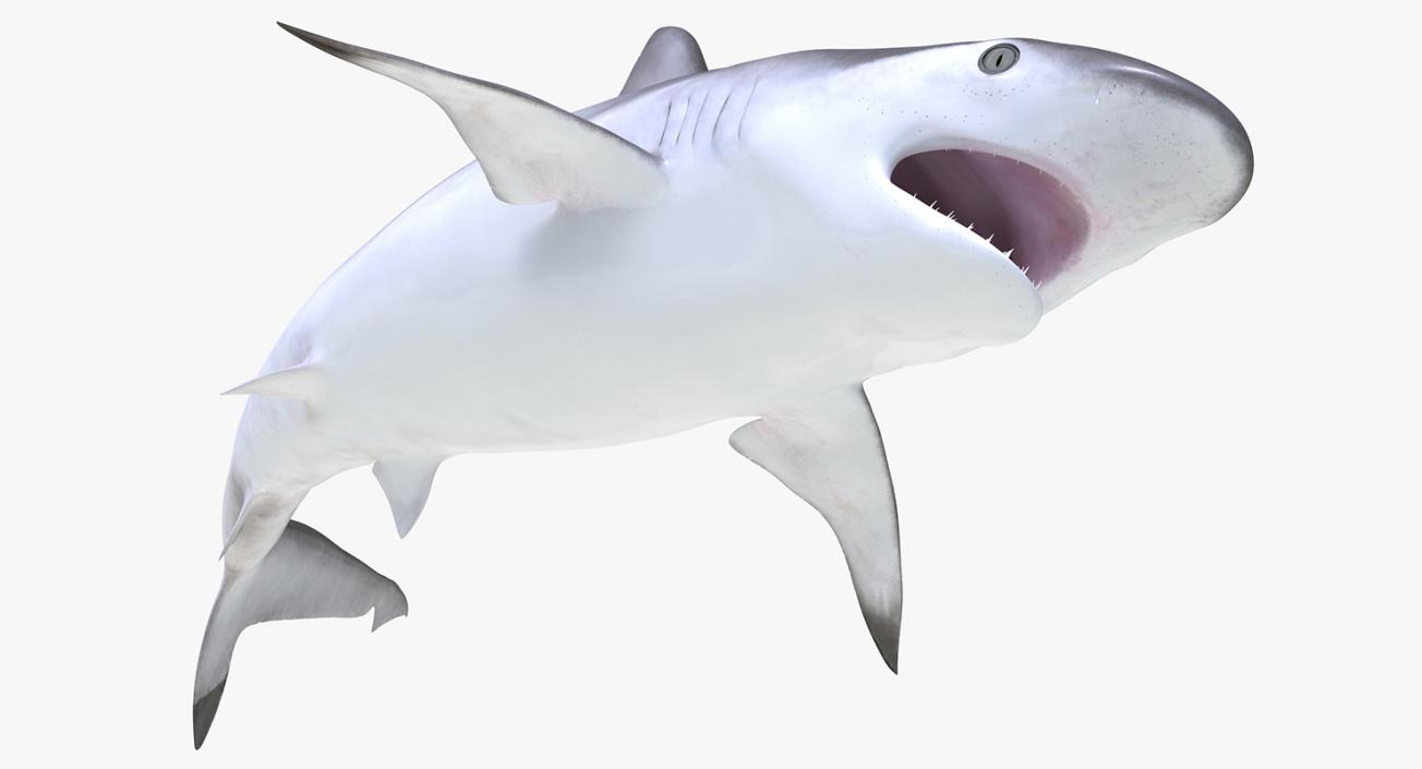 3D Spottail Shark Pose 2