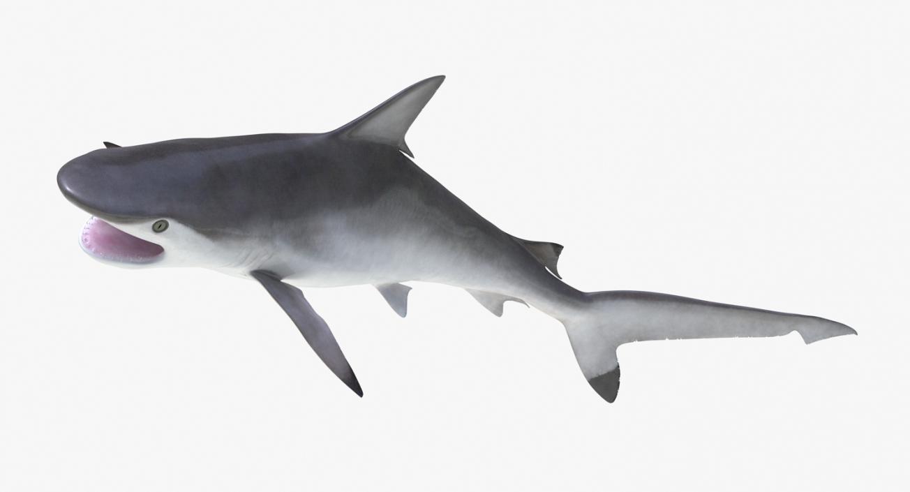 3D Spottail Shark Pose 2