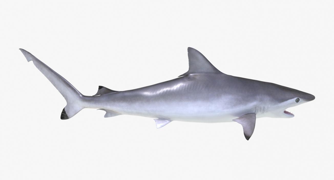 3D Spottail Shark Pose 2