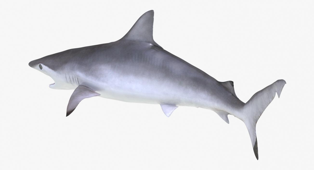 3D Spottail Shark Pose 2