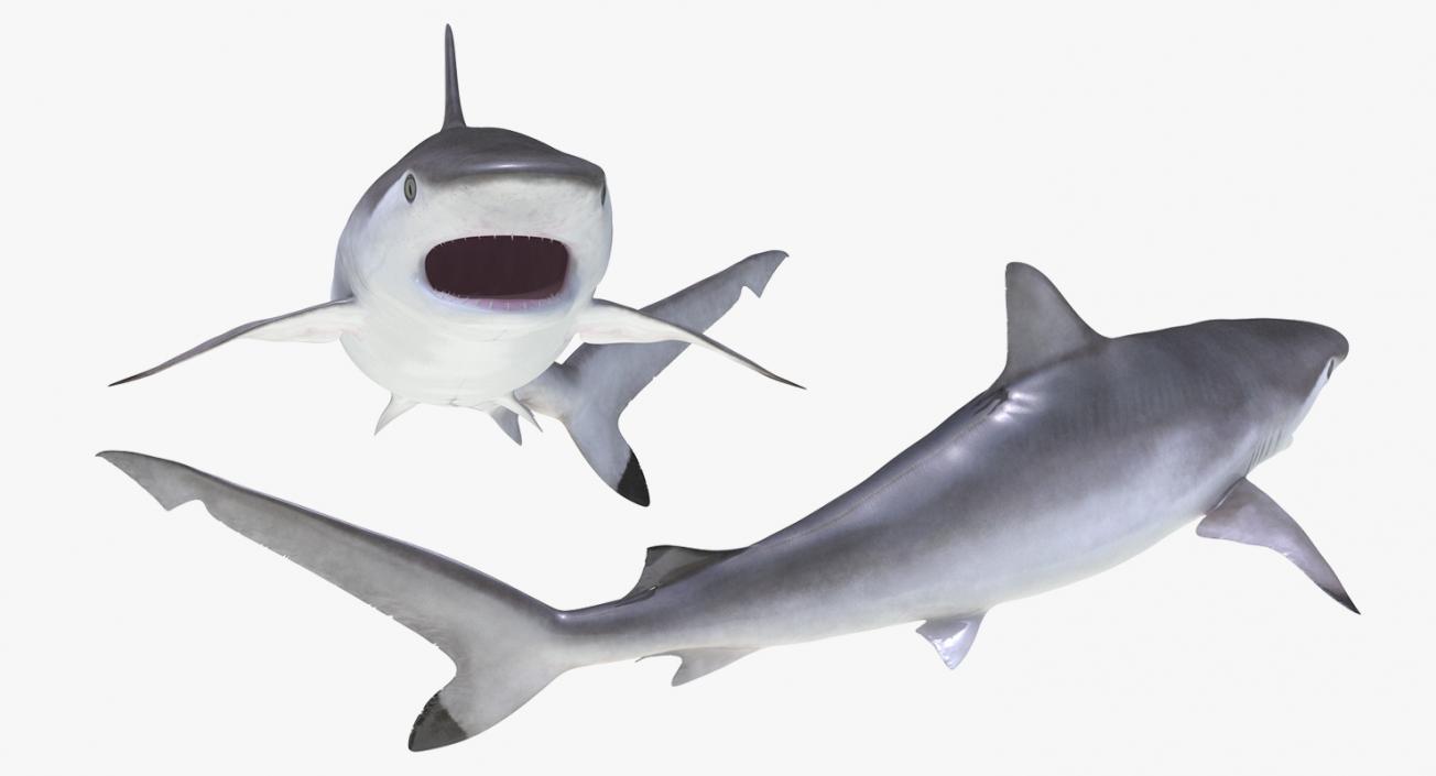 3D Spottail Shark Pose 2