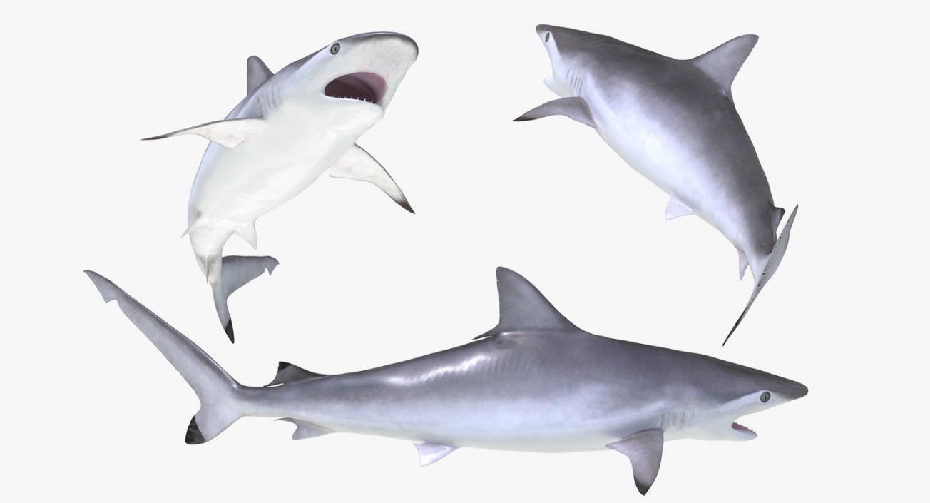 3D Spottail Shark Pose 2