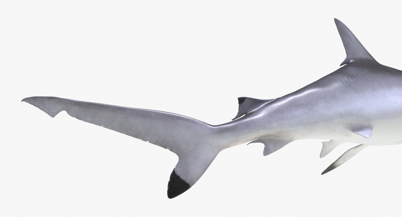 3D Spottail Shark Pose 2