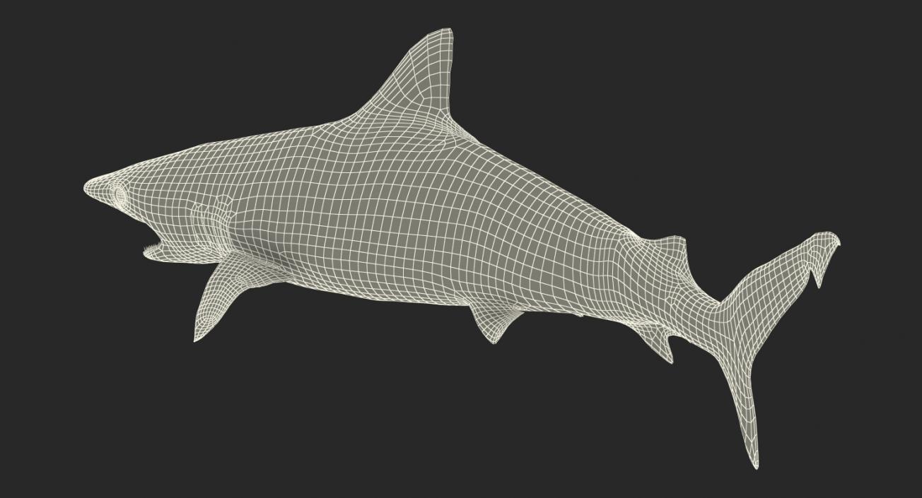 3D Spottail Shark Pose 2