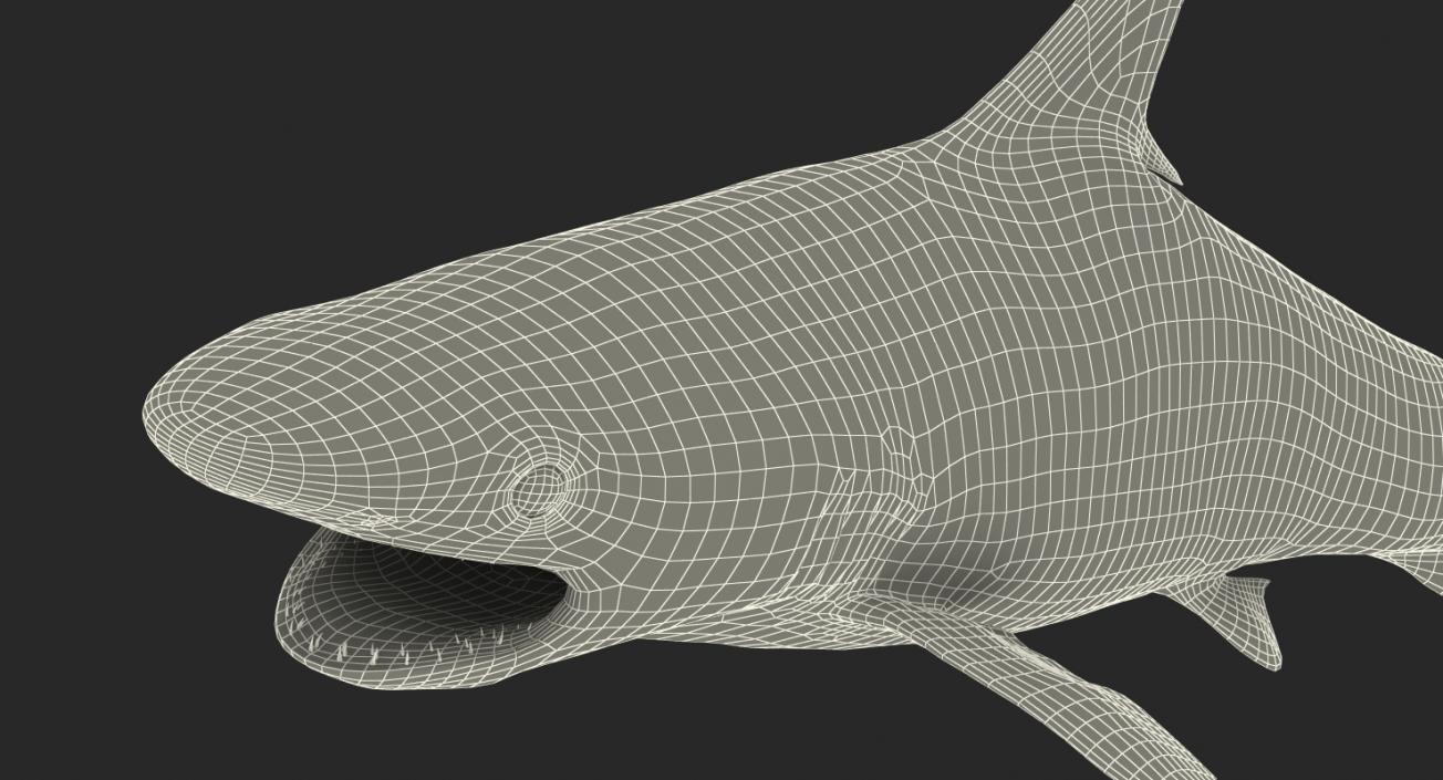 3D Spottail Shark Pose 2