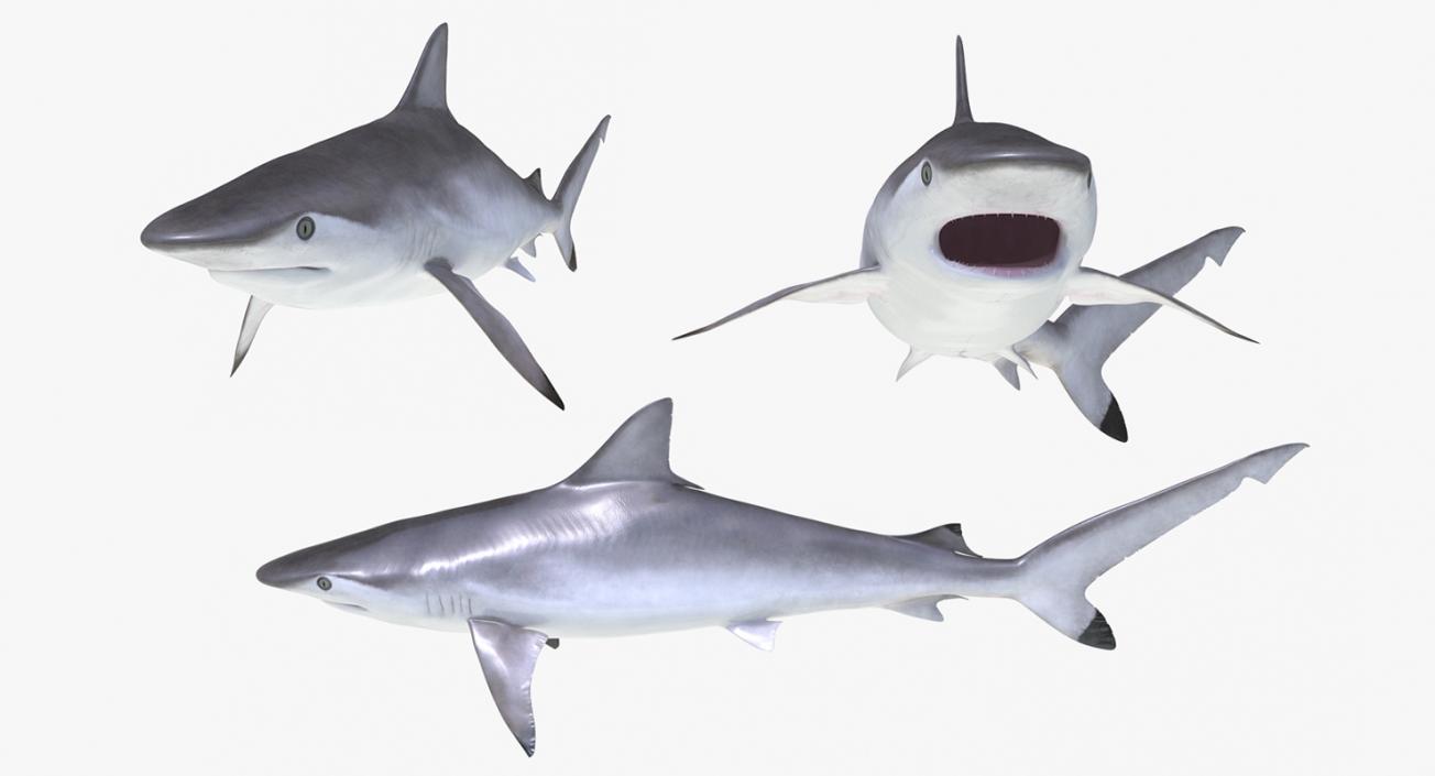 3D Spottail Shark Rigged