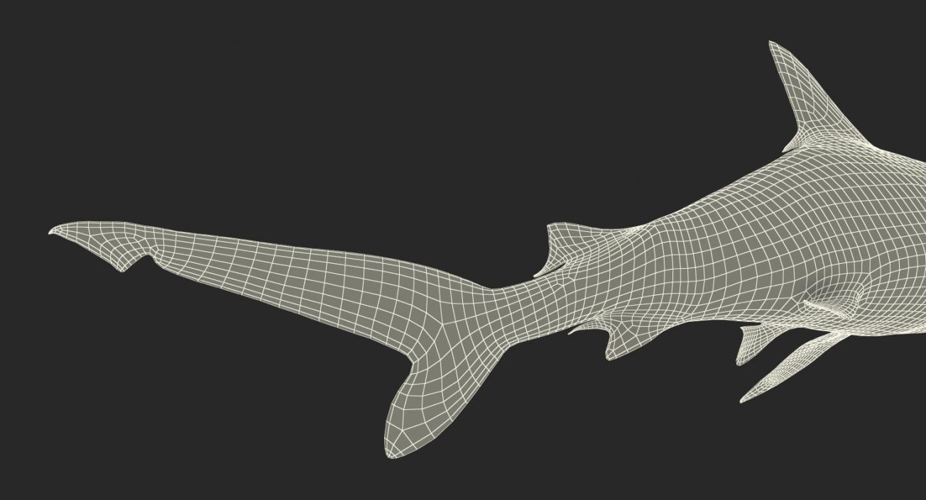 3D Spottail Shark Rigged