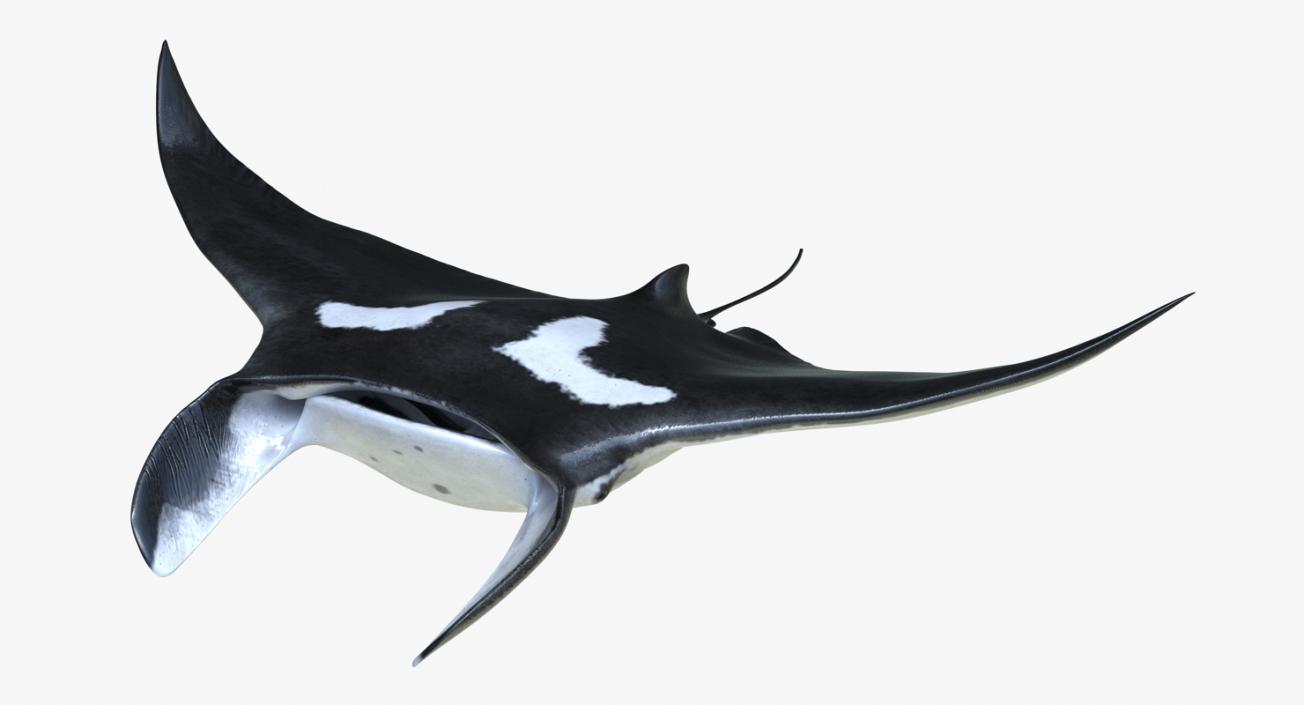 3D Manta Ray Pose 2