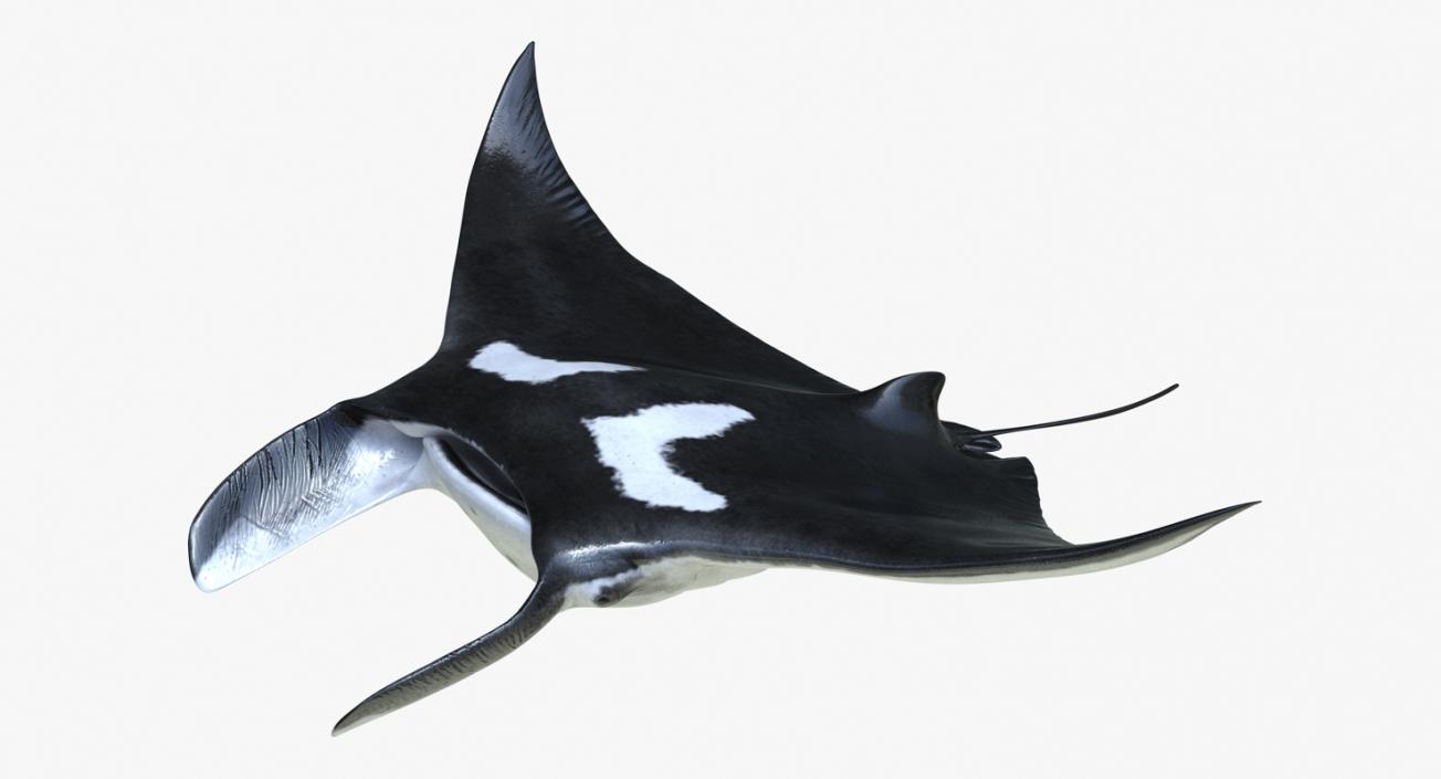 3D Manta Ray Pose 2