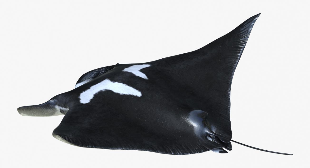 3D Manta Ray Pose 2