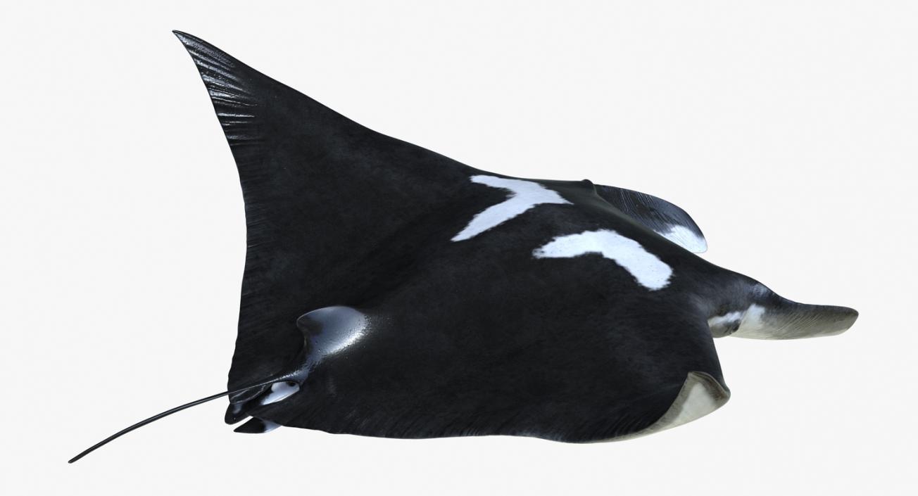 3D Manta Ray Pose 2