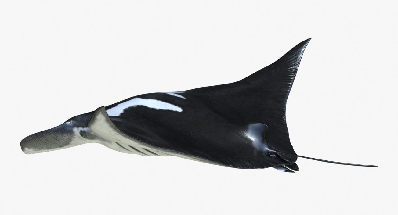 3D Manta Ray Pose 2