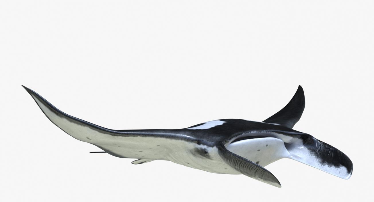 3D Manta Ray Pose 2